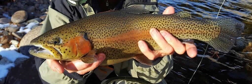 GFR Walk Wade Trout Caught on the Gunnison River