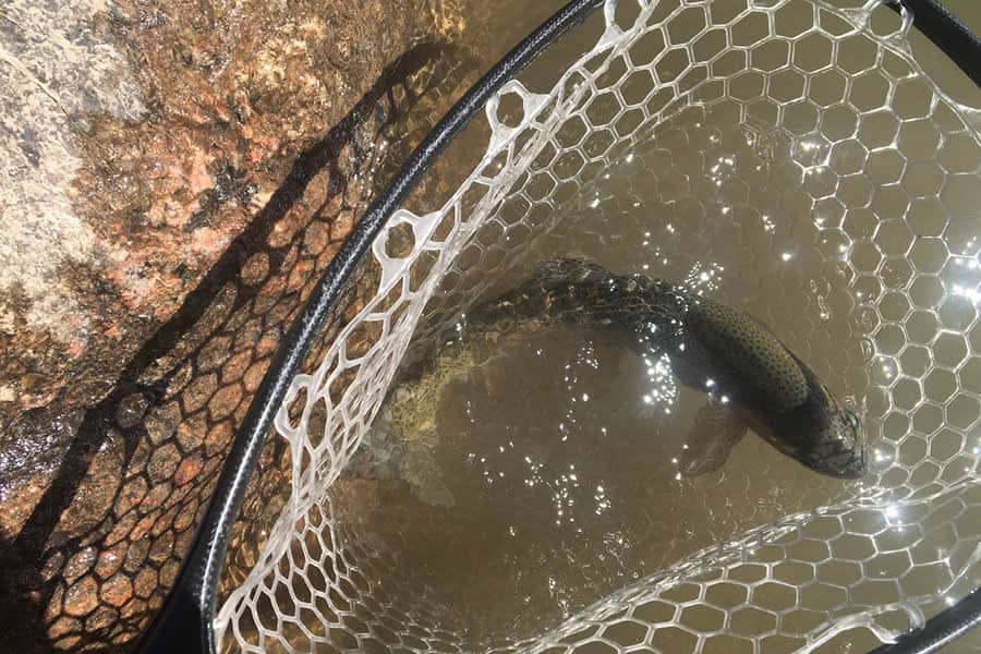 Gunnison Fish and Raft Trout in Net Gunnison Fish and Raft Trout in Net with Fishing Guides Gunnison