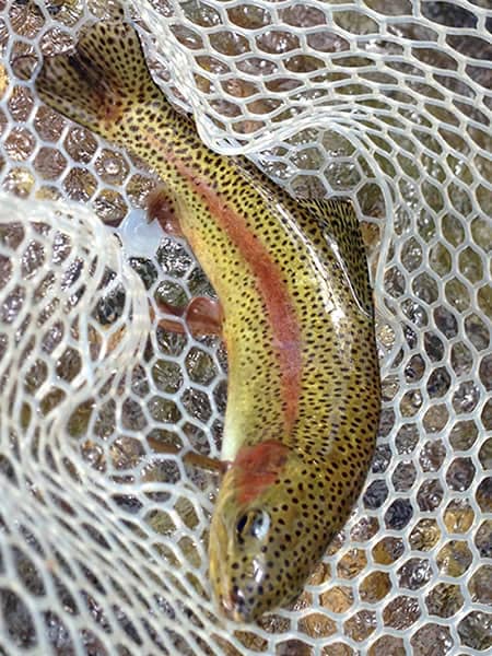 Rainbow Trout Catch on the Gunnison
